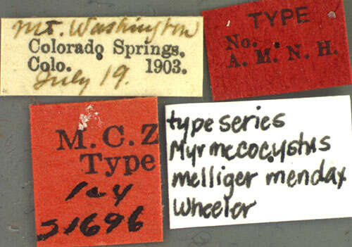 Image of Myrmecocystus mendax Wheeler 1908