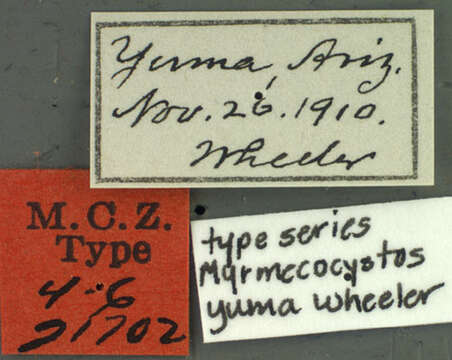 Image of Myrmecocystus yuma Wheeler 1912