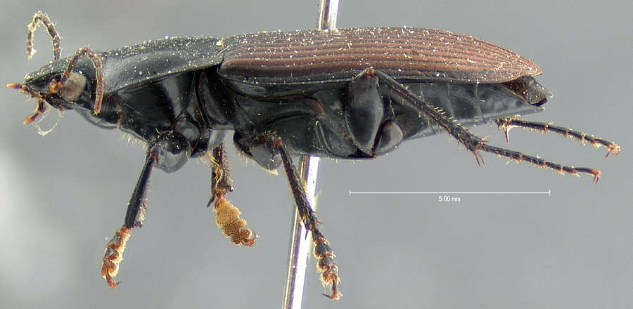 Anisodactylus (Anisodactylus) carbonarius (Say 1823) resmi