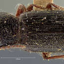 Image of Dicheirus pilosus (G. Horn 1880)