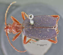 Imagem de Brachinus (Neobrachinus) americanus (Le Conte 1844)