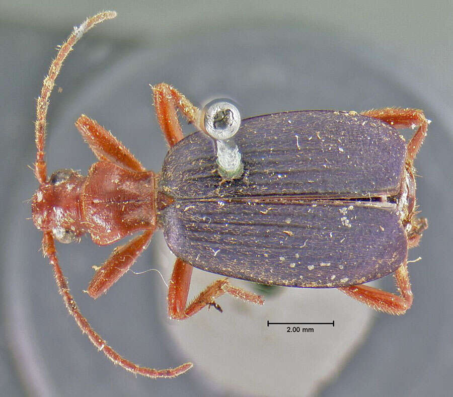 Imagem de Brachinus (Neobrachinus) americanus (Le Conte 1844)