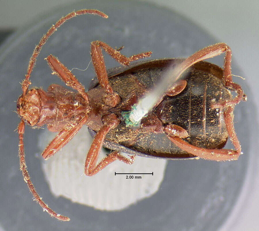 Imagem de Brachinus (Neobrachinus) americanus (Le Conte 1844)