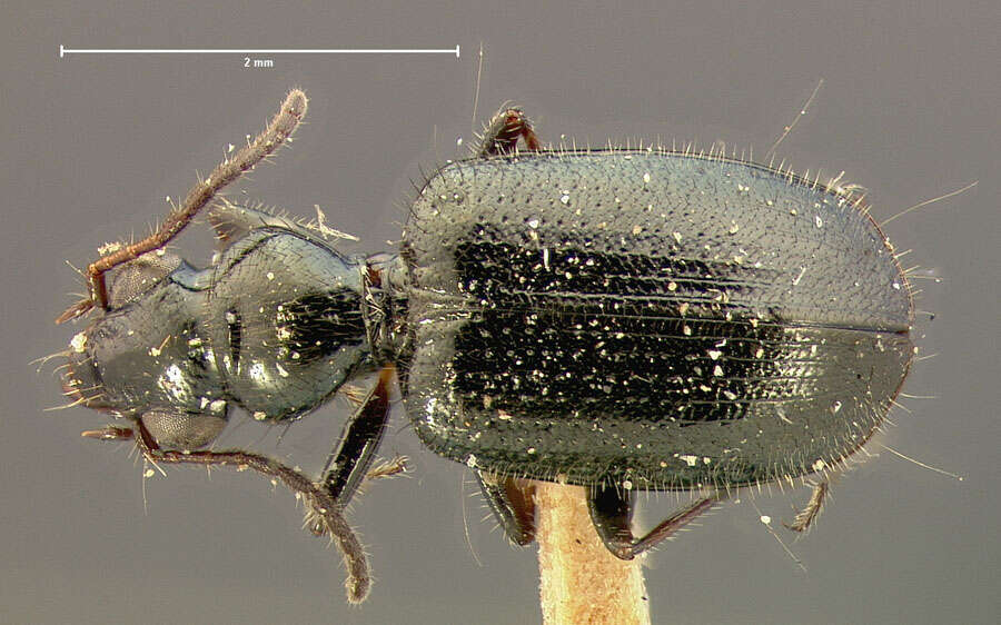 Euphorticus occidentalis G. Horn 1891的圖片