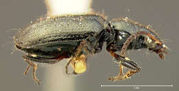 Euphorticus occidentalis G. Horn 1891的圖片