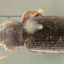 Image of Harpalus (Harpalus) amputatus obtusus (Gebler 1833)