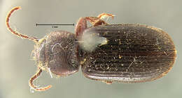 Sivun Harpalus (Harpalus) amputatus obtusus (Gebler 1833) kuva