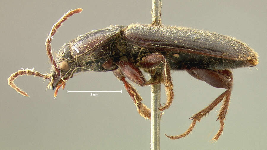 Sivun Harpalus (Harpalus) amputatus obtusus (Gebler 1833) kuva