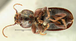 Sivun Harpalus (Harpalus) amputatus obtusus (Gebler 1833) kuva