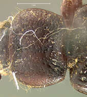 Sivun Harpalus (Harpalus) amputatus obtusus (Gebler 1833) kuva