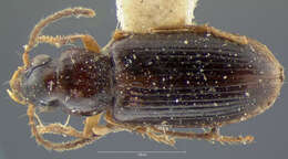 Image de Bradycellus (Stenocellus) californicus (Le Conte 1857)