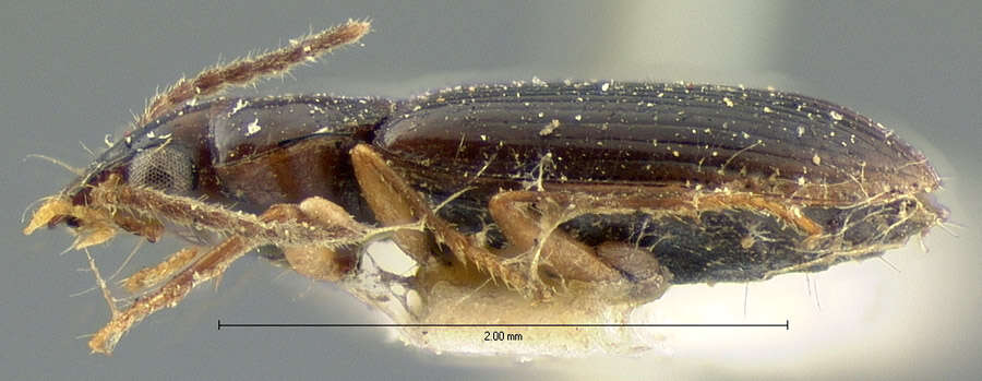 Imagem de Bradycellus (Stenocellus) californicus (Le Conte 1857)