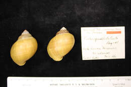 Image of Forbesopomus atalanta Bequaert & Clench 1937