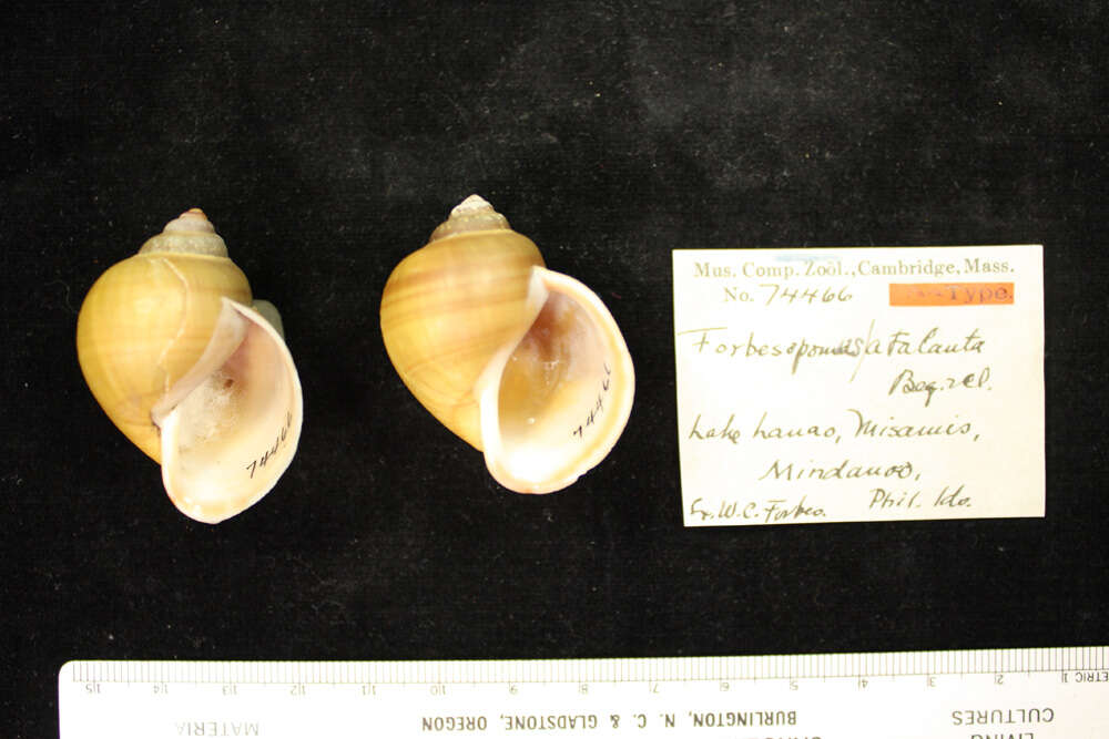 Image of Forbesopomus atalanta Bequaert & Clench 1937