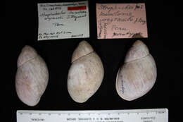 Sivun Megalobulimus leucostoma (G. B. Sowerby I 1835) kuva