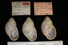 Sivun Megalobulimus leucostoma (G. B. Sowerby I 1835) kuva