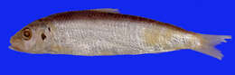 Imagem de Sardinella aurita Valenciennes 1847