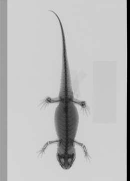 Image of Hong Kong Warty Newt