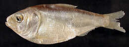 Image of Gulf Menhaden