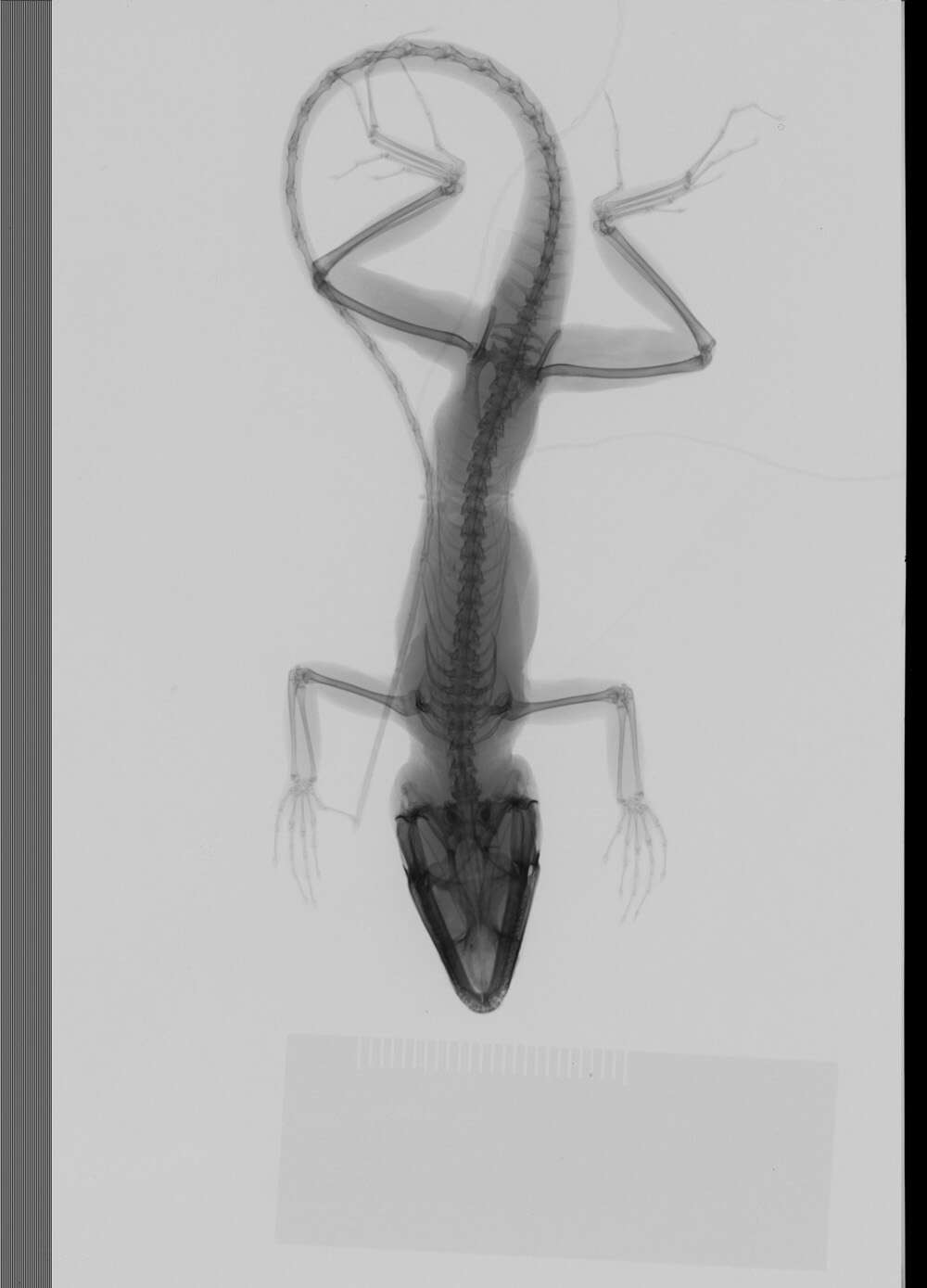 Image of Large-headed anole