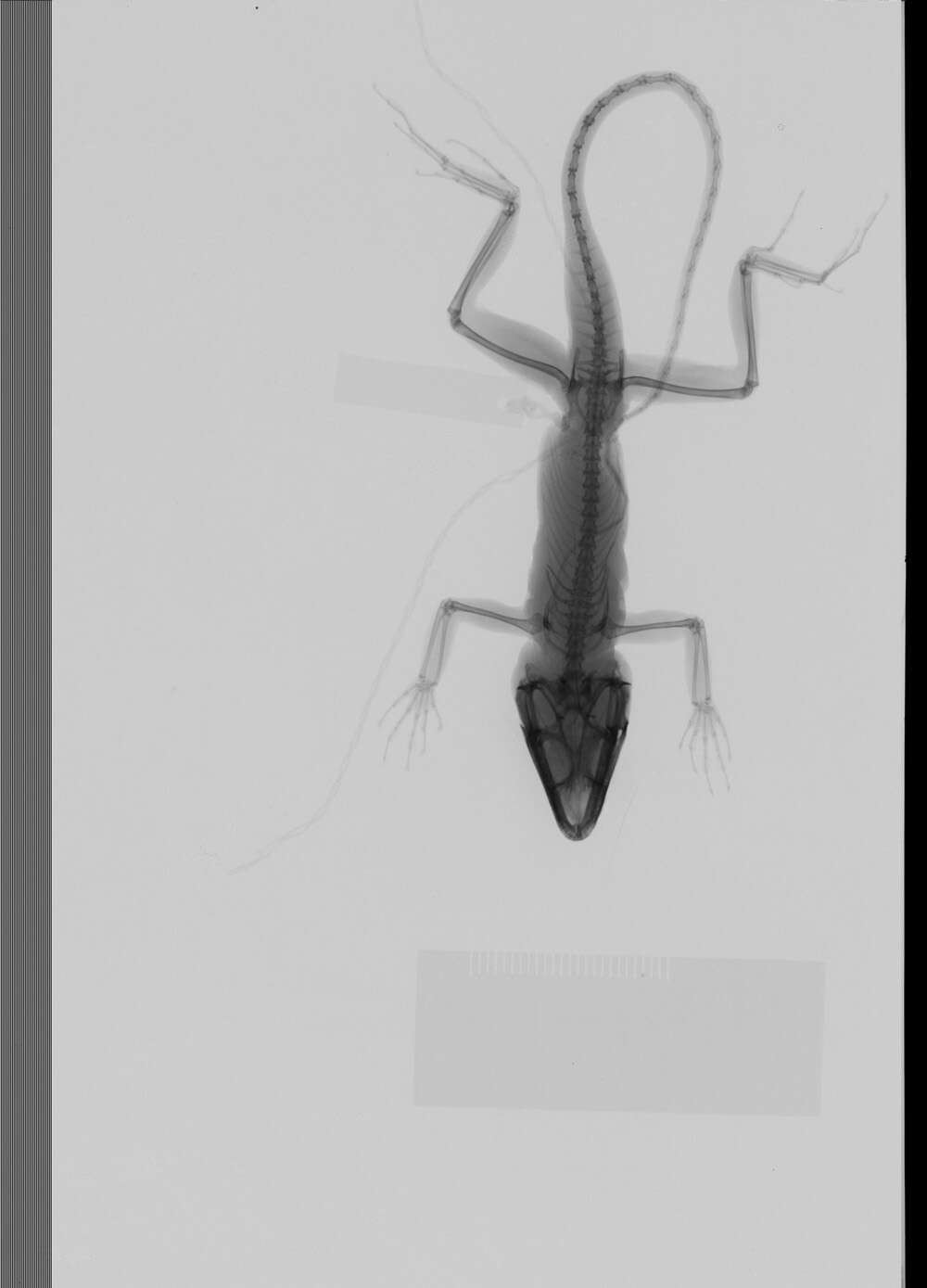 Image of Large-headed anole