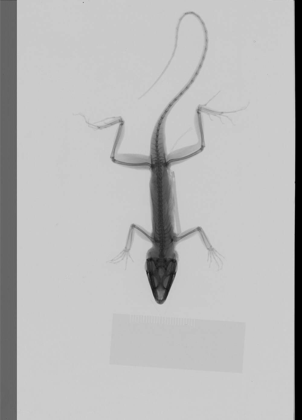 Image of Large-headed anole