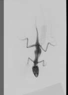 Image of Puerto Rican Crested Anole