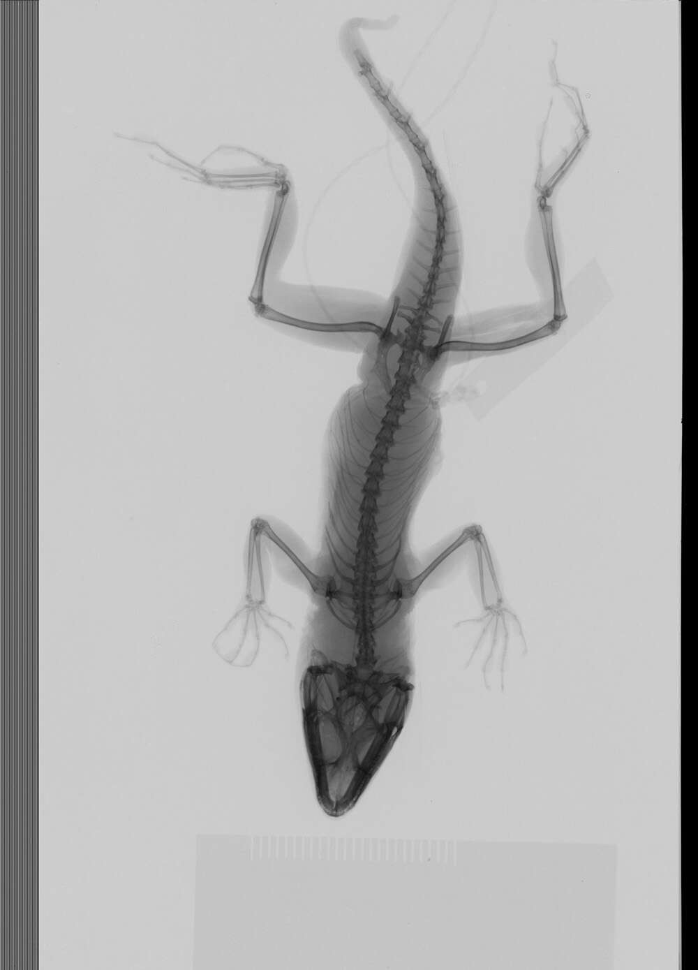 Image of Armour's Anole