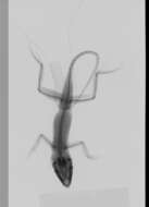 Image of Armour's Anole