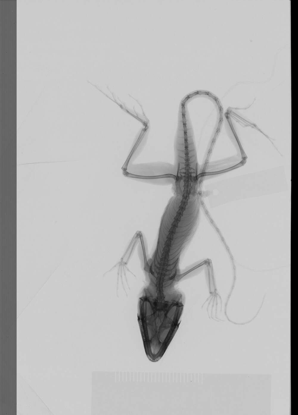 Image of Armour's Anole