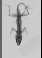 Image of Armour's Anole