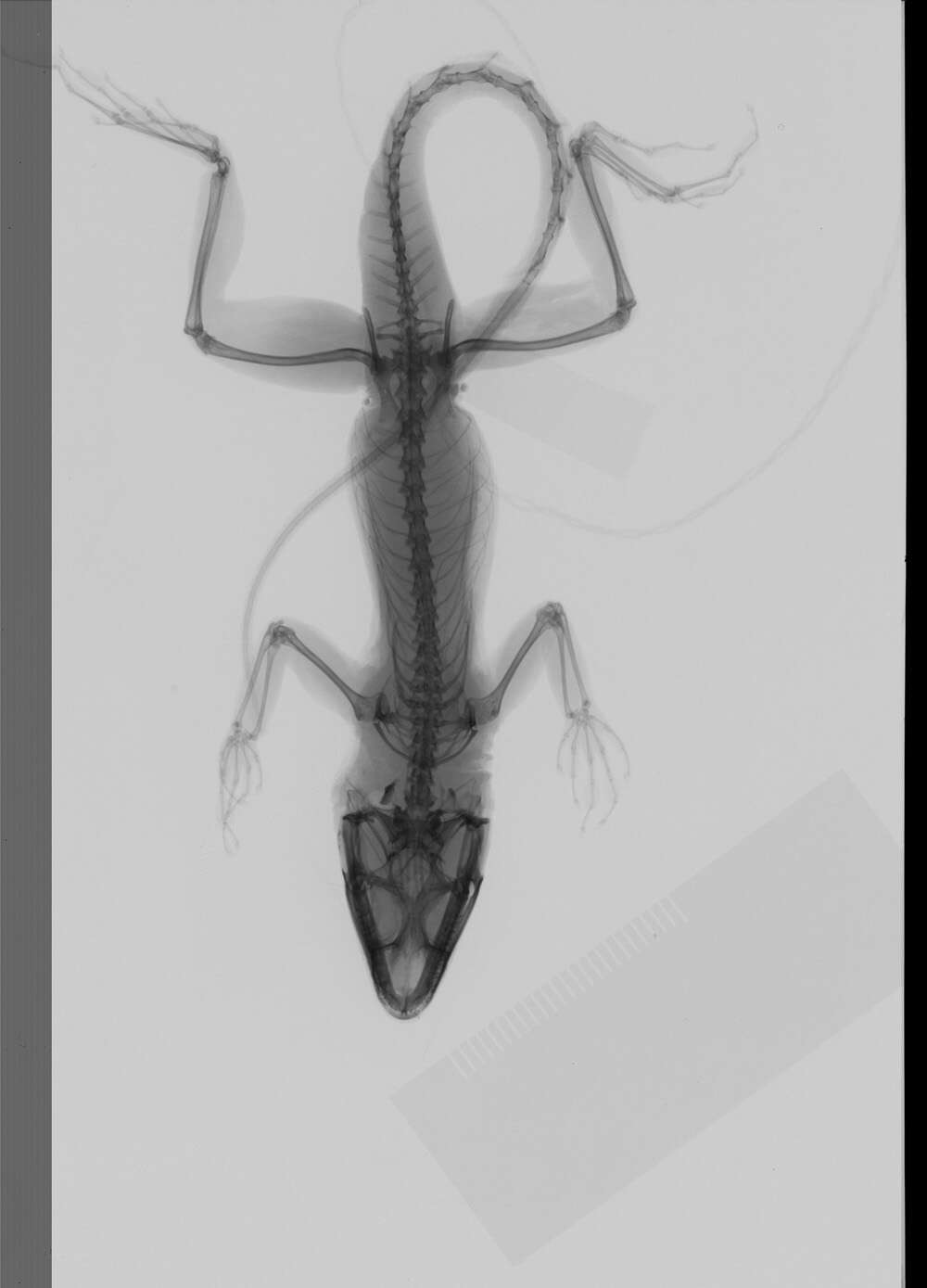 Image of Armour's Anole