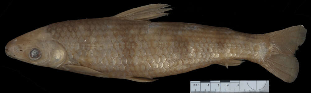 Image of Schizodon dissimilis (Garman 1890)