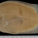 Image of Heroina isonycterina Kullander 1996