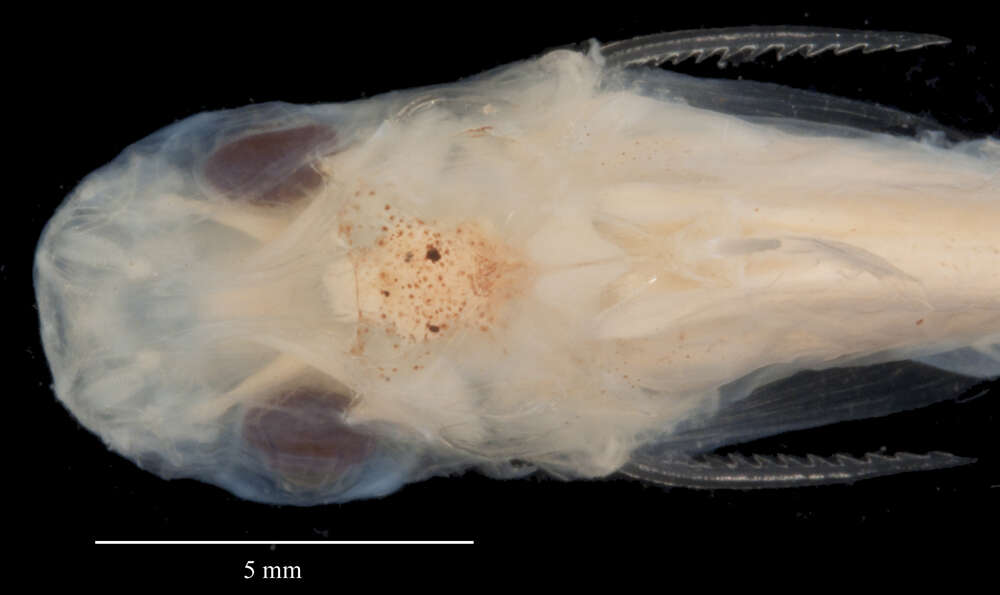 صورة Tympanopleura piperata Eigenmann 1912