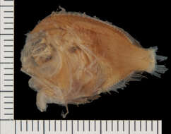 Image of ray-finned fishes