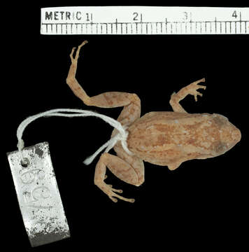 Image of Johnstone's Robber Frog