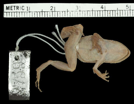 Image of Johnstone's Robber Frog