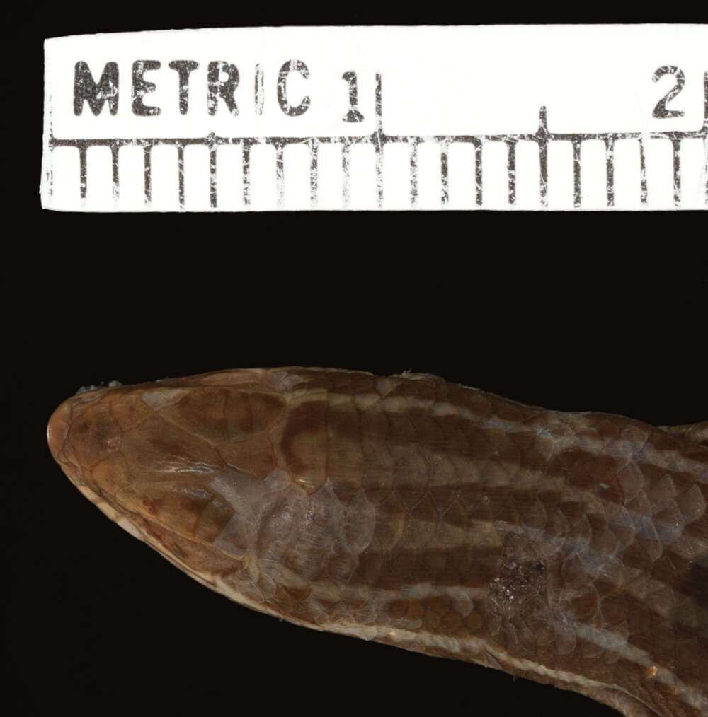 Imagem de Eutropis bontocensis (Taylor 1923)