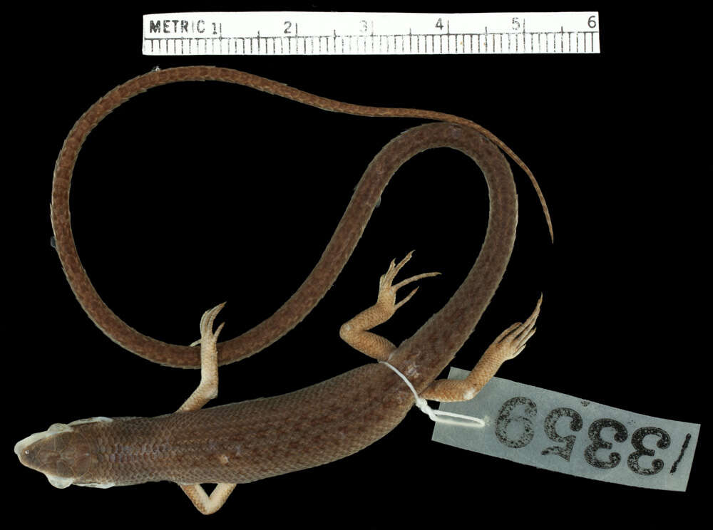 Sivun Trachylepis buettneri (Matschie 1893) kuva