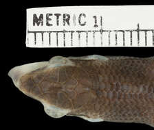 Image of Trachylepis buettneri (Matschie 1893)