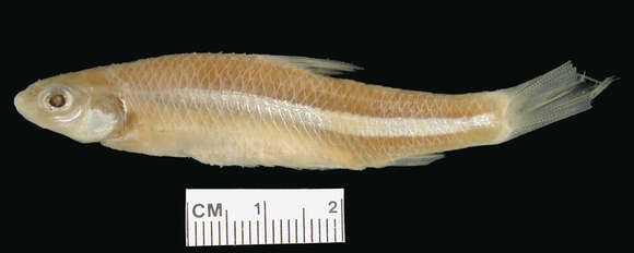 Image of Western silvery minnow