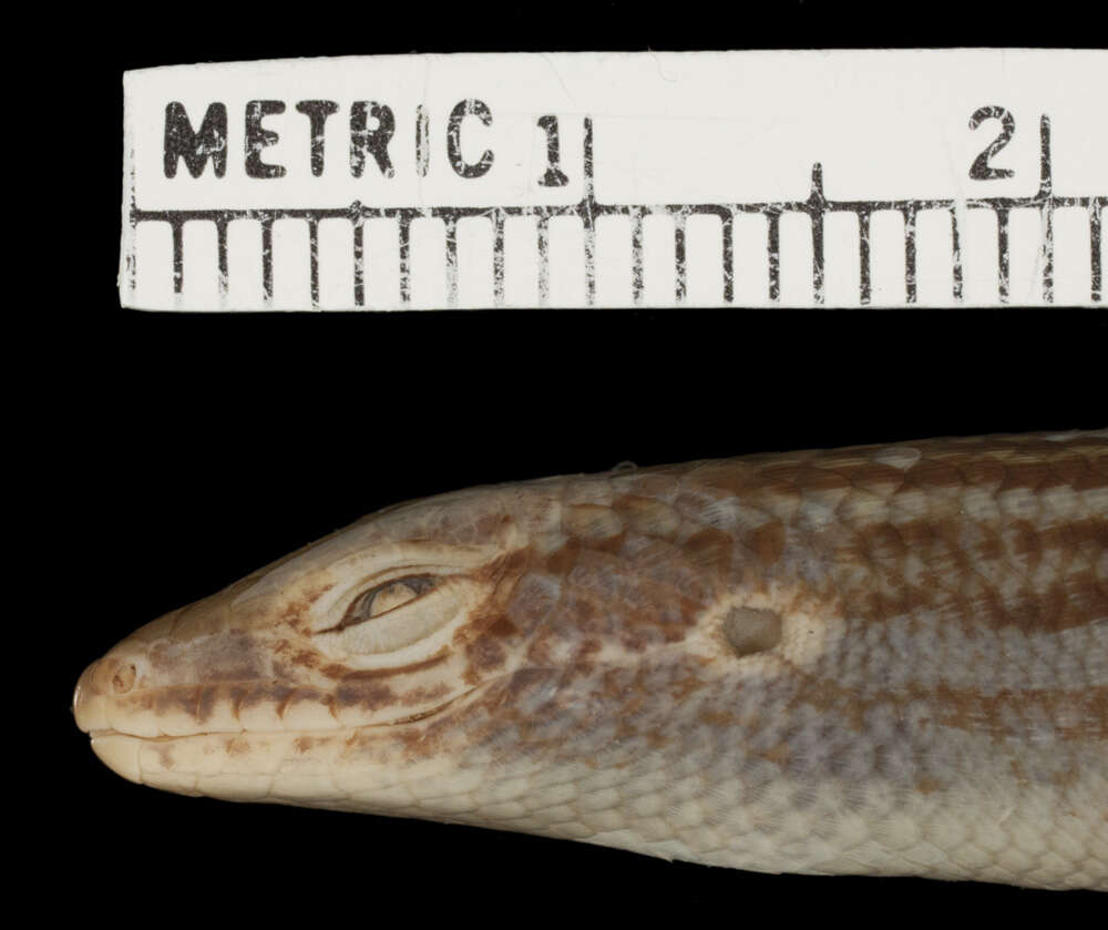 Imagem de Eutropis englei (Taylor 1925)