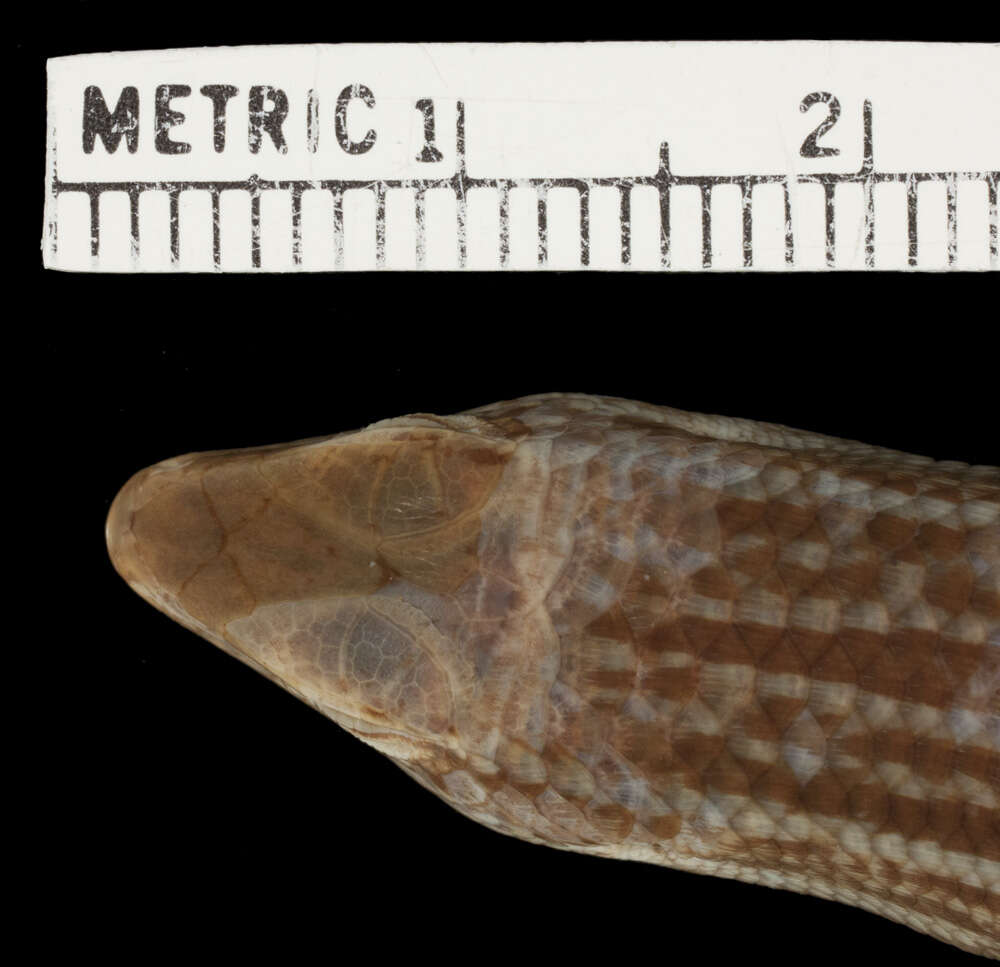 Imagem de Eutropis englei (Taylor 1925)