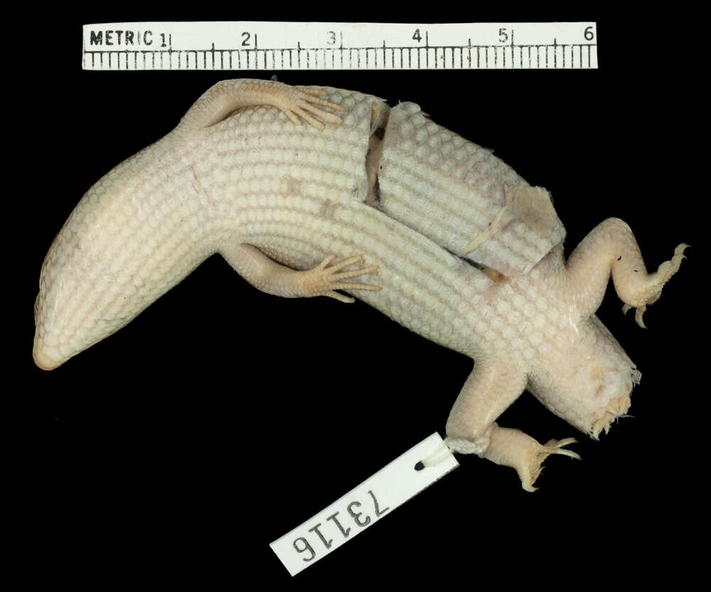 Image de Trachylepis hemmingi (Gans, Laurent & Pandit 1965)