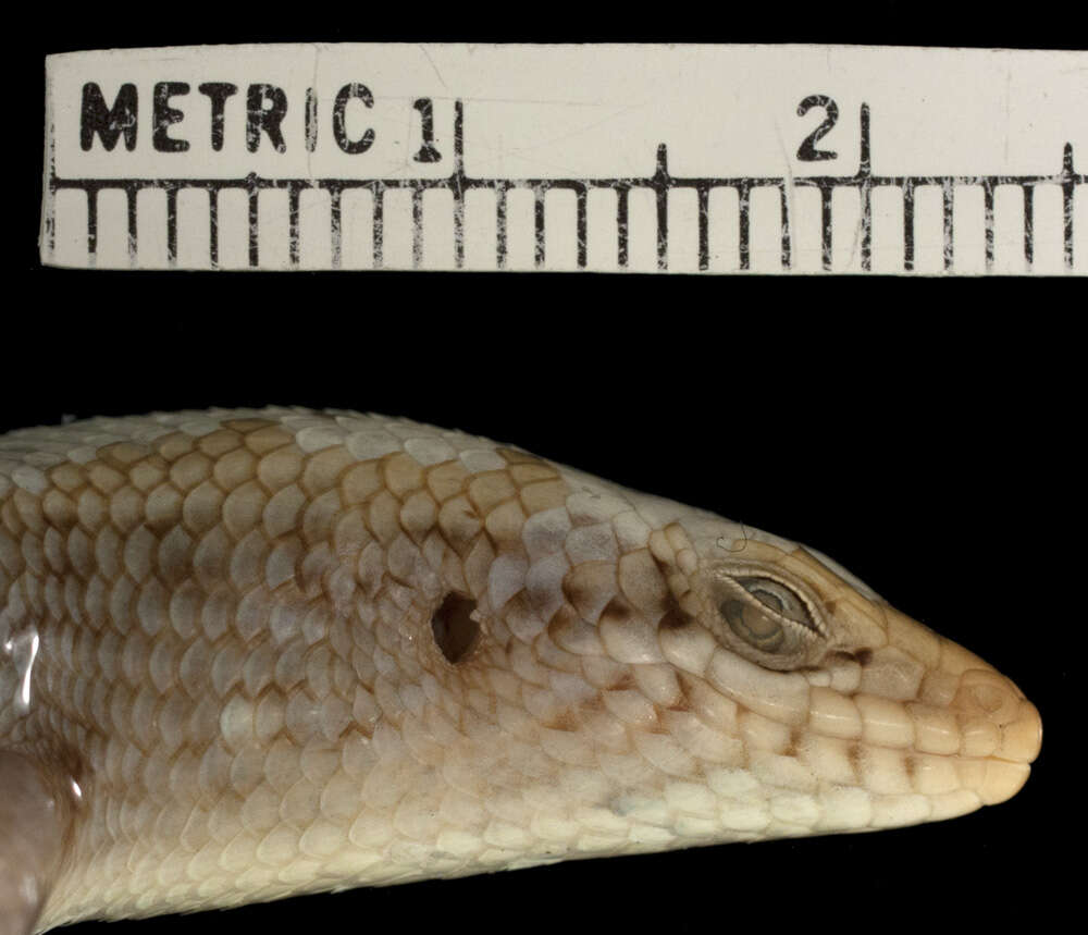 Image de Trachylepis hemmingi (Gans, Laurent & Pandit 1965)