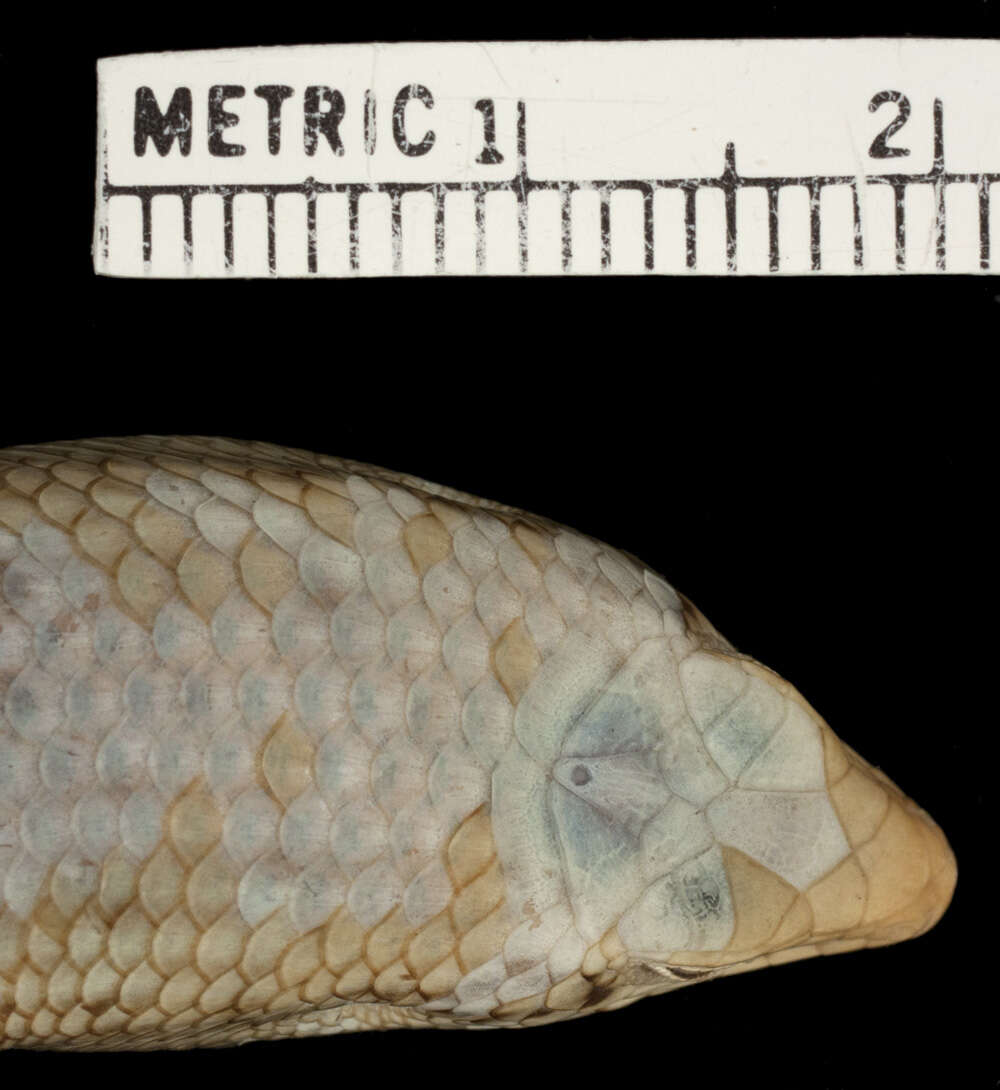 Image de Trachylepis hemmingi (Gans, Laurent & Pandit 1965)