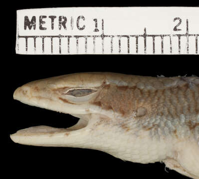 Image of Eutropis andamanensis (Smith 1935)