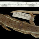 Sivun Trachylepis bayonii keniensis Loveridge 1956 kuva