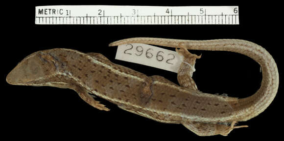 Image de Trachylepis bayonii (Bocage 1872)